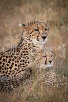 Close-up of cheetah and cub lying side-by-side