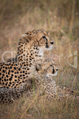 Close-up of cheetah and cub lying together