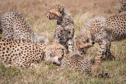 Close-up of cheetah and cubs eating carcase