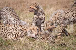Close-up of cheetah and cubs eating carcase