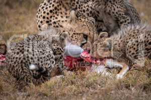 Close-up of cheetah and cubs eating kill