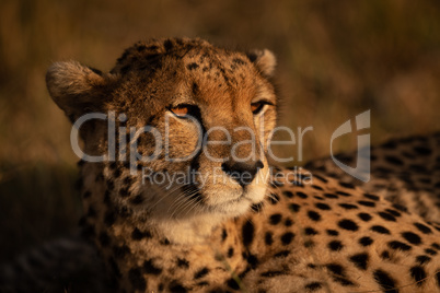 Close-up of cheetah bathed in golden glow
