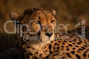 Close-up of cheetah bathed in golden glow