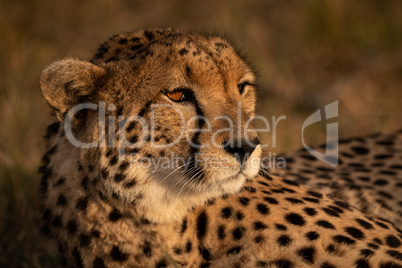 Close-up of cheetah bathed in golden light
