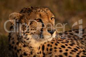 Close-up of cheetah bathed in golden light