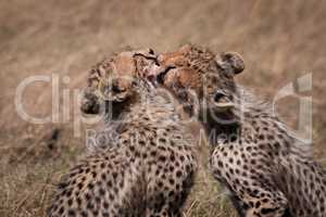 Close-up of cheetah cub licking its sibling