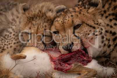 Close-up of cheetah cub and mother feeding