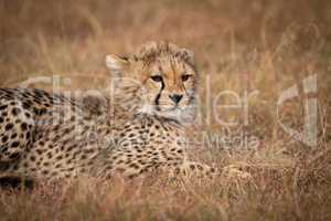 Close-up of cheetah cub lying on grass