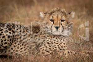 Close-up of cheetah cub lying in grass