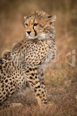 Close-up of cheetah cub sitting in grassland