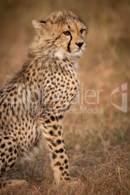 Close-up of cheetah cub sitting on grass