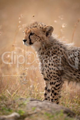 Close-up of cheetah cub standing behind rock