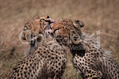Close-up of cheetah cubs grooming each other
