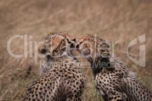 Close-up of cheetah cubs kissing each other