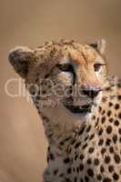 Close-up of cheetah face stained with blood