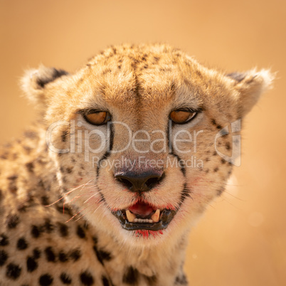 Close-up of cheetah face with bloody lips