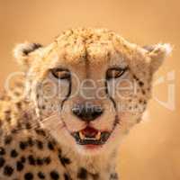 Close-up of cheetah face with bloody lips