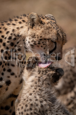 Close-up of cheetah grooming cub beside another