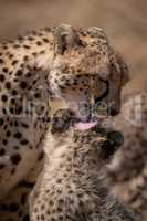 Close-up of cheetah grooming cub beside another