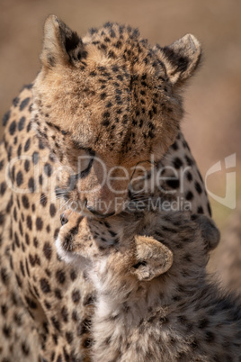 Close-up of cheetah grooming face of cub