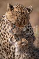 Close-up of cheetah grooming face of cub