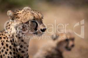 Close-up of cheetah head beside blurred cub