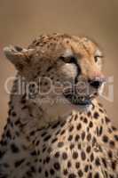 Close-up of cheetah head stained with blood