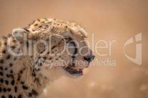 Close-up of cheetah head showing bloody mouth
