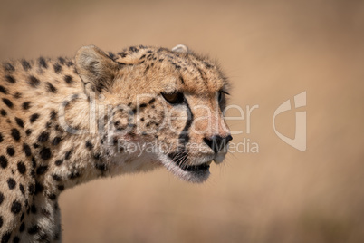 Close-up of cheetah head with bloodied face