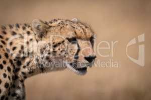Close-up of cheetah head with bloodied face
