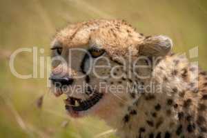 Close-up of cheetah head with blood-stained mouth
