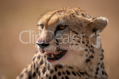 Close-up of cheetah head with bloodied lips