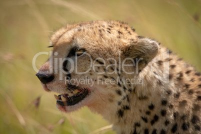Close-up of cheetah head with bloodied mouth