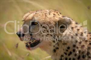 Close-up of cheetah head with bloodied mouth