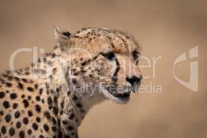 Close-up of cheetah head with bloody face