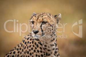 Close-up of cheetah in rain facing left