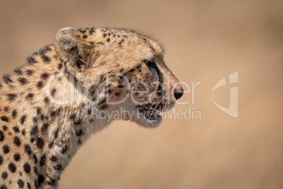 Close-up of cheetah head with open mouth
