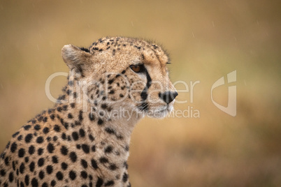 Close-up of cheetah in rain facing right