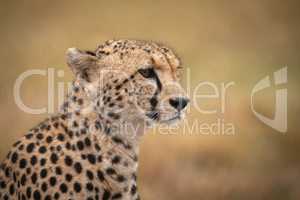 Close-up of cheetah in rain facing right