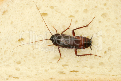 Cockroach Crawling On Slice Of Bread