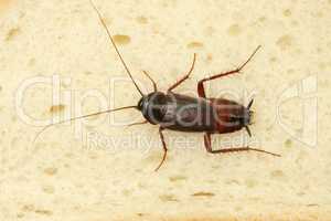 Cockroach Crawling On Slice Of Bread