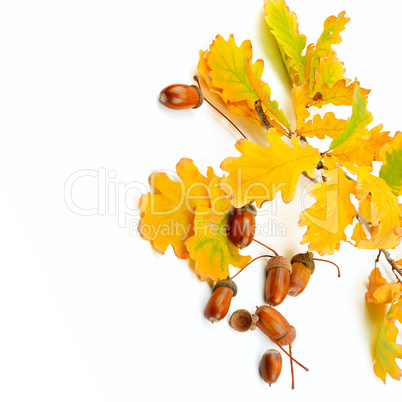 Dried acorns with oak leaf isolated on white. Free space for tex