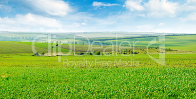 Picturesque green field and blue sky with light clouds. Wide pho