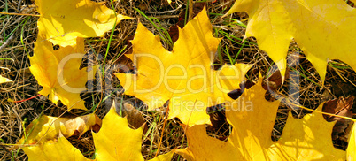 Background of yellow maple leaves. Wide photo.