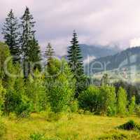 Slopes of mountains, coniferous trees and clouds in the evening