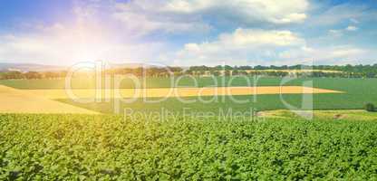 Feld sunflower sprouts and sunrise on sky. Wide photo.
