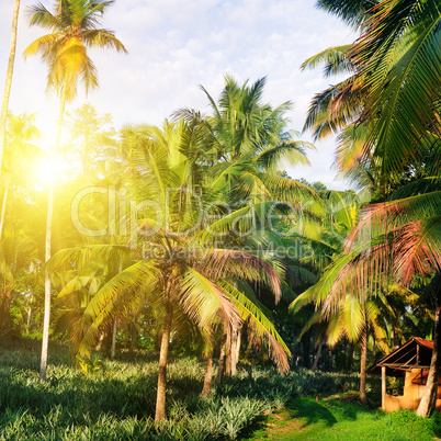 Tropical garden with coconut palms and a pineapple plantation. S