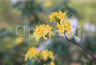 yellow Flowers at spring