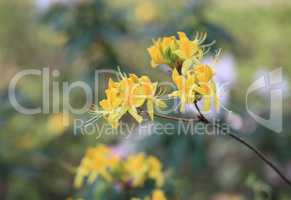 yellow Flowers at spring