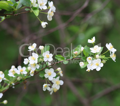 cherry-tree flower